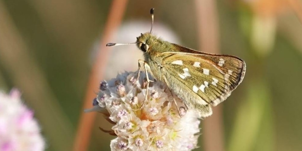 Einladung zum 5. Bielefelder Naturschutztag